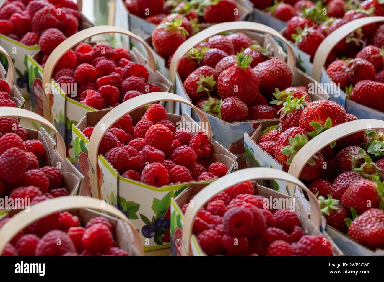 Körbe mit frischen süßen roten Erdbeeren und Himbeeren aus biologischem Anbau zum Verkauf in einem Supermarkt. Die Reifen Beeren werden in Kartonkörben gelagert. Stockfoto