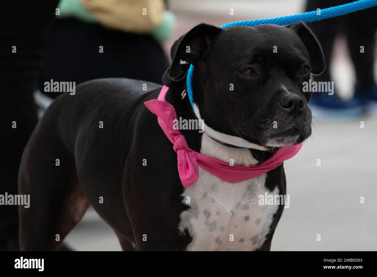 Ein weibliches schwarz-weißes Pitbull-Hündchen mit rosafarbenem Band und blauer Leine sieht nach vorne. Der Hund ist ein muskuläres reinrassiges Tier. Stockfoto