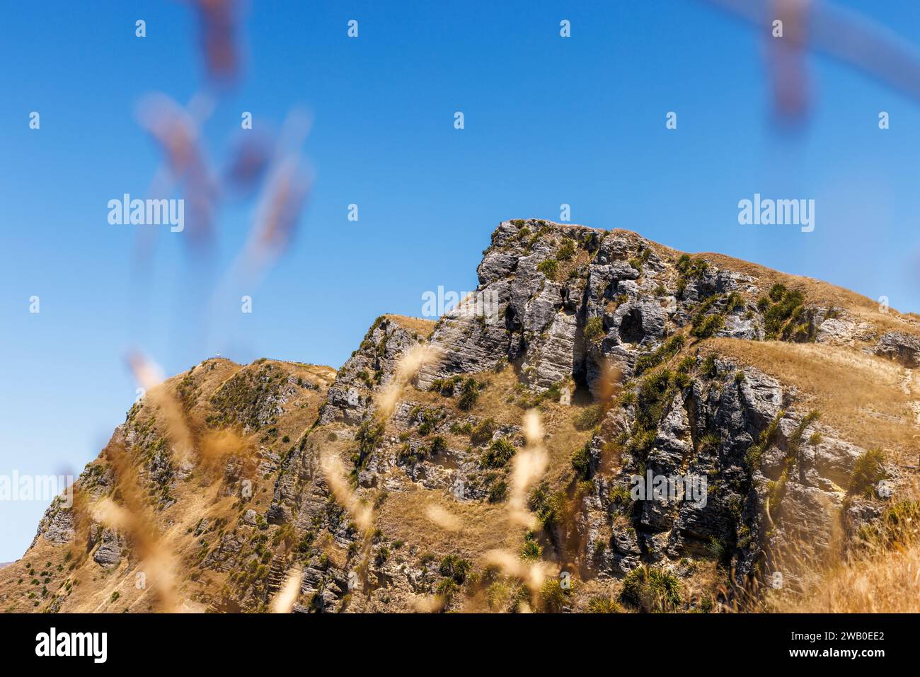 Ein Foto vom Te-Mata Peak in Napier, Neuseeland. Im Vordergrund sind ein paar Schilfe. Stockfoto