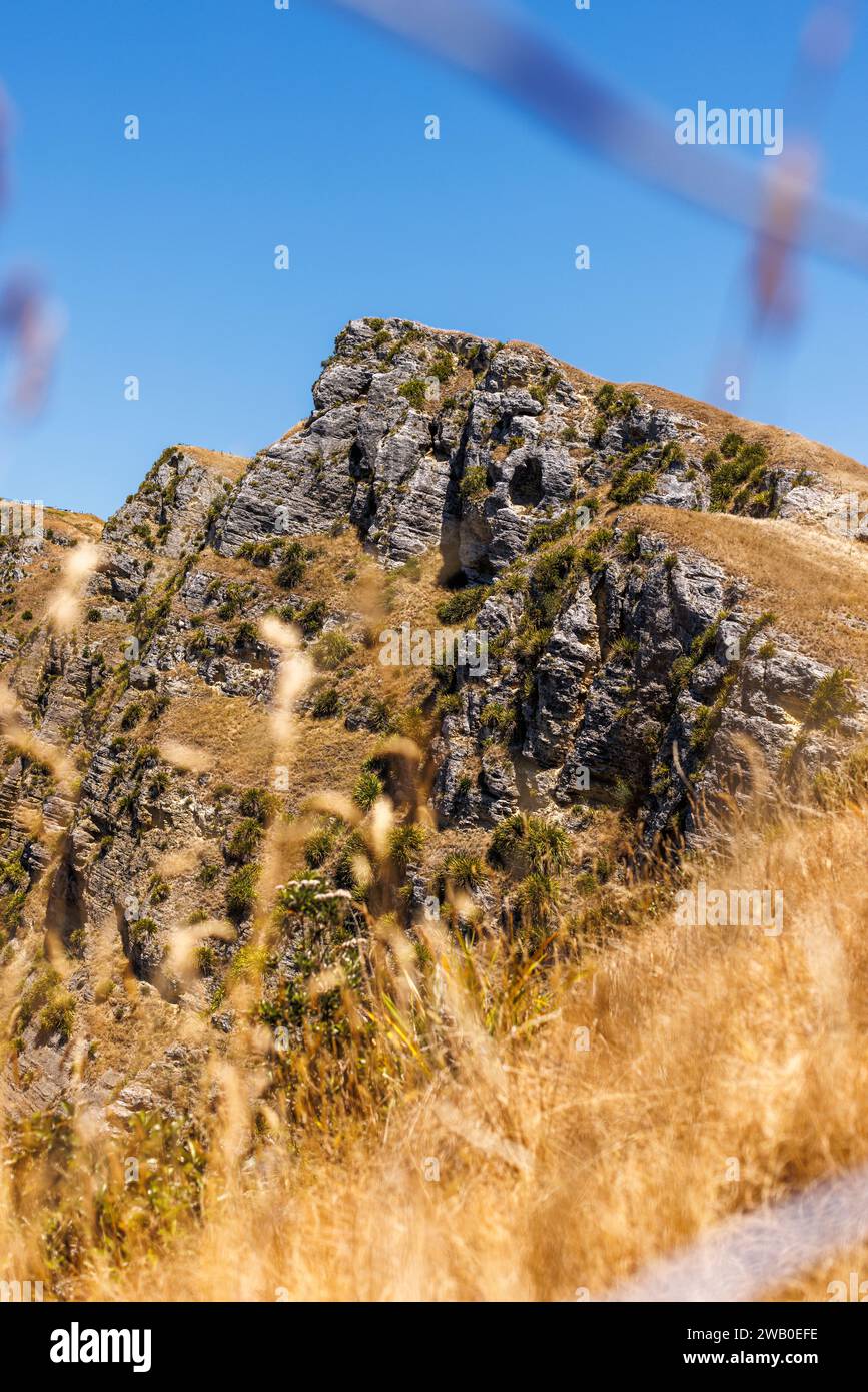 Ein Foto vom Te-Mata Peak in Napier, Neuseeland. Im Vordergrund sind ein paar Schilfe. Stockfoto