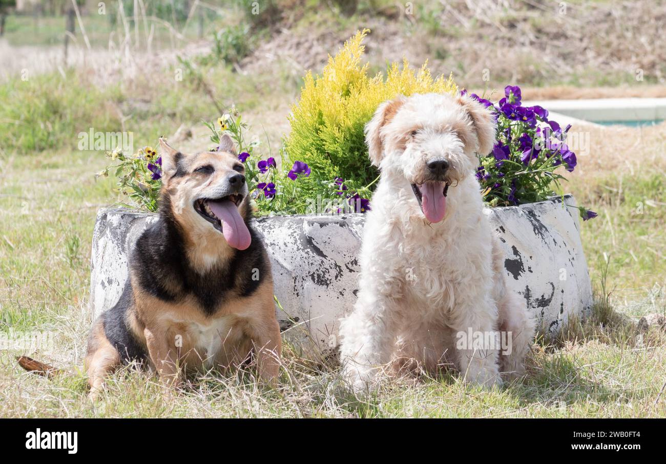 Porträt von zwei Hunden auf einem Feld mit ausgezogener Zunge. Hunde haben ihre Zungen raus, Frühlingstag sind violette Blumen. Haustiere sitzen auf Gelbweinen Stockfoto
