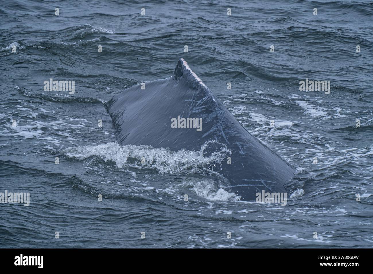 Der Monterey Bay Canyon ist ein Spielplatz für Meeresbewohner! Kommen Sie und beobachten Sie Blauwale, Buckelwale, Grauwale, Killerwale (Orcas), Delfine, Meer Stockfoto