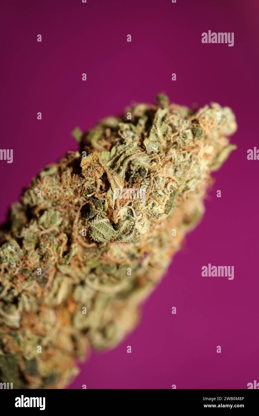 Cannabis Bud Super Skunk medizinisches Gras cali Varietät Makro Hintergrund hohe Qualität Fokus Stapel fünfzig Megapixel Drucke Stockfoto