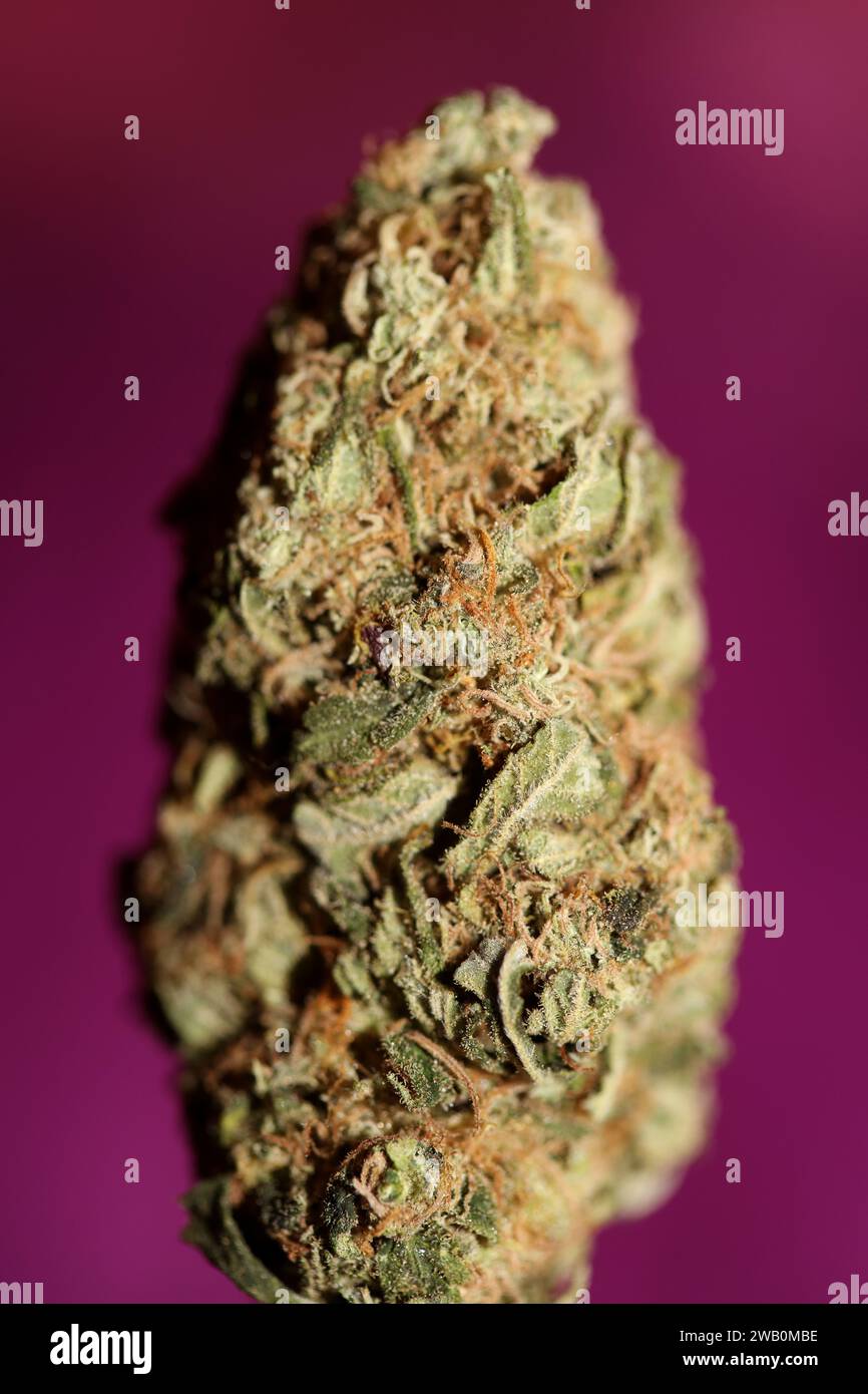 Cannabis Bud Super Skunk medizinisches Gras cali Varietät Makro Hintergrund hohe Qualität Fokus Stapel fünfzig Megapixel Drucke Stockfoto
