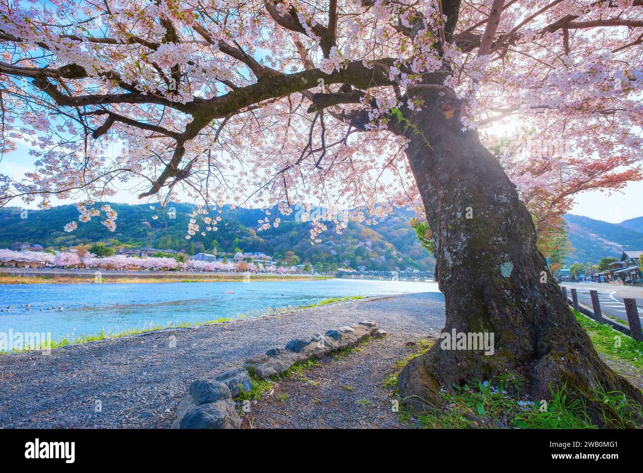 Kyoto, Japan – 29. März 2023: Togetsukyo-Brücke, die den Katsura-Fluss überquert und im Frühjahr eine wunderschöne Kirschblüte hervorbringt Stockfoto