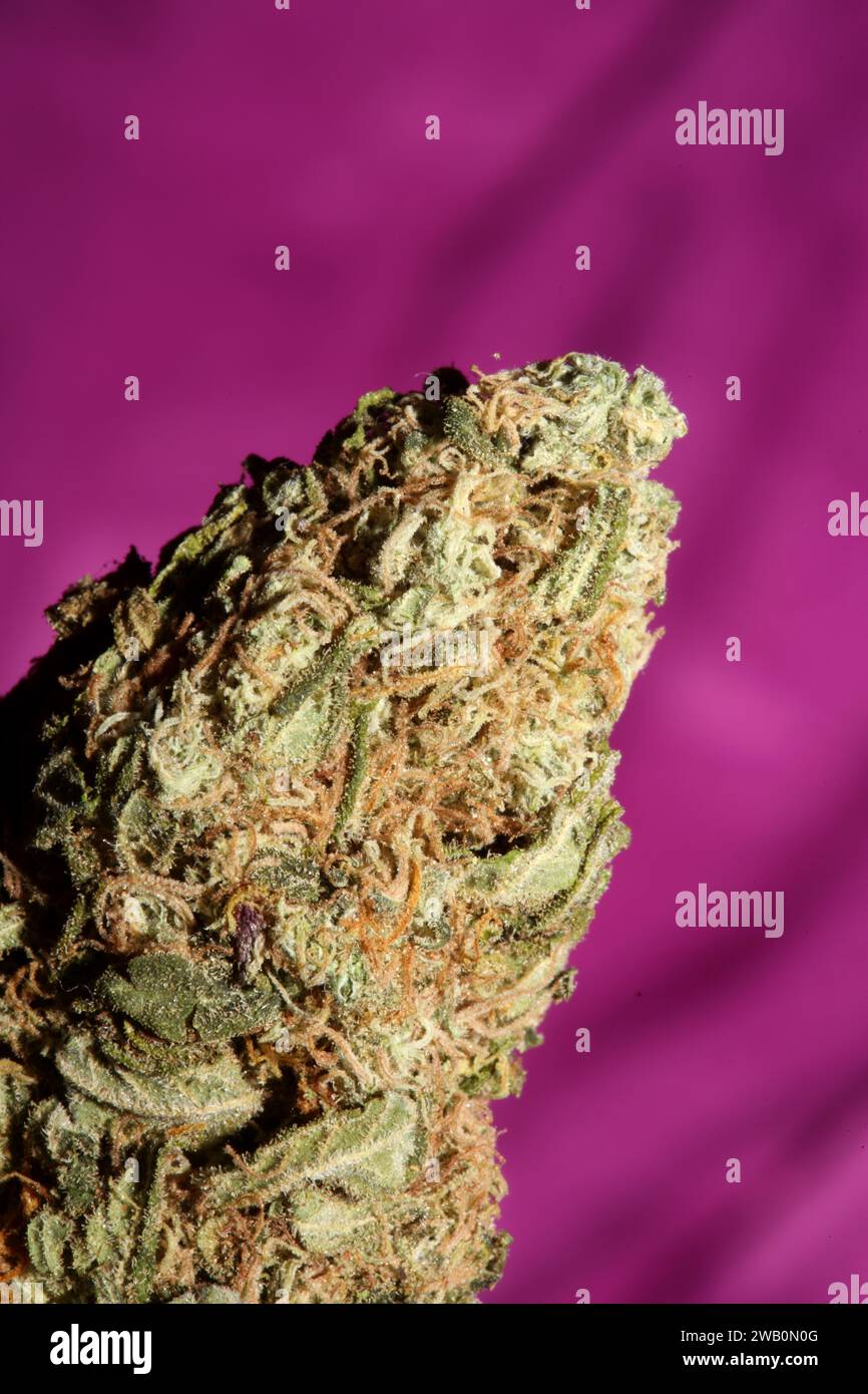 Cannabis Bud Super Skunk medizinisches Gras cali Varietät Makro Hintergrund hohe Qualität Fokus Stapel fünfzig Megapixel Drucke Stockfoto