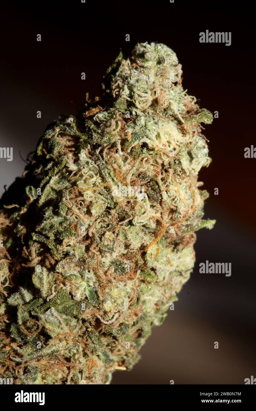 Cannabis Bud Super Skunk medizinisches Gras cali Varietät Makro Hintergrund hohe Qualität Fokus Stapel fünfzig Megapixel Drucke Stockfoto
