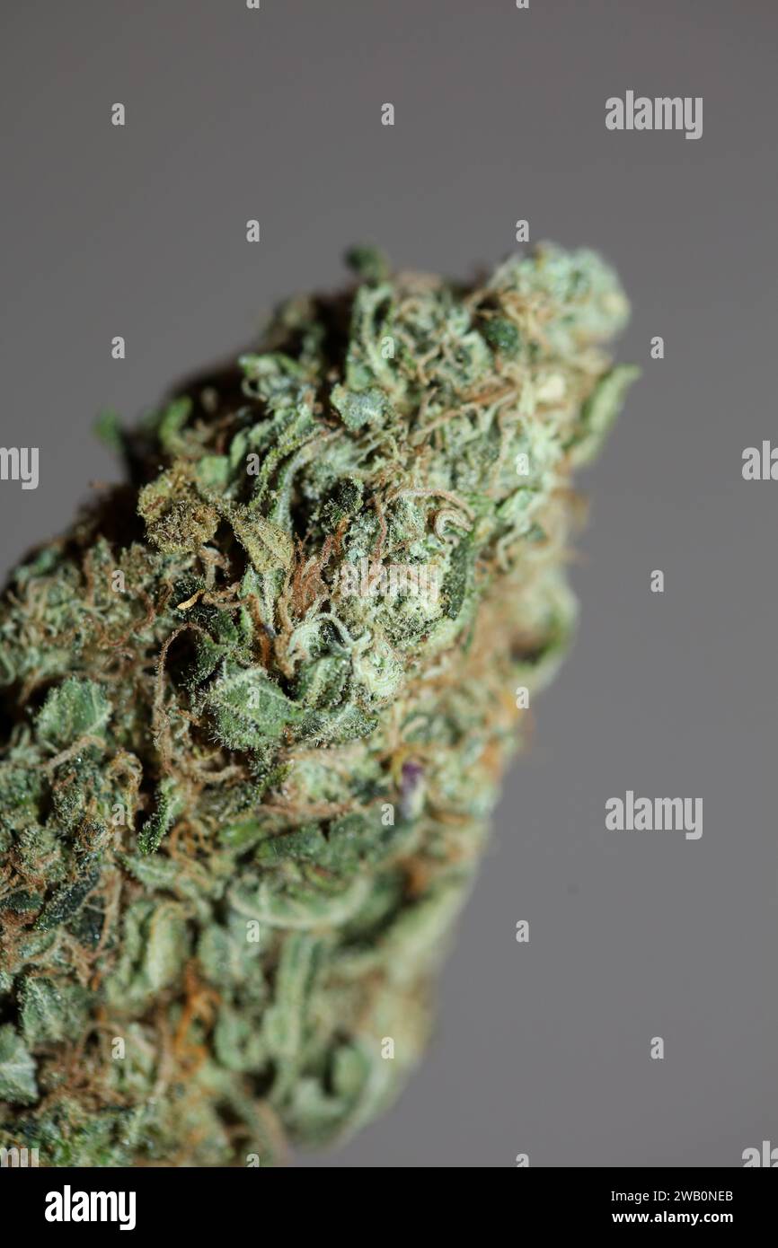Cannabis Bud Super Skunk medizinisches Gras cali Varietät Makro Hintergrund hohe Qualität Fokus Stapel fünfzig Megapixel Drucke Stockfoto