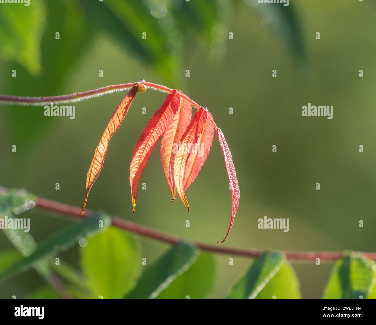 Eine kleine Pflanze mit Blättern, die im Spätsommer orange geworden sind Stockfoto