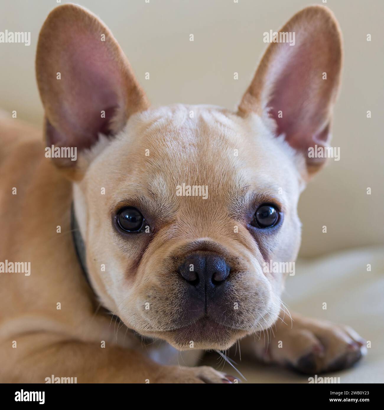 15 Monate Alter Red Tan French Bulldog Männlicher Kopfschuss. Stockfoto