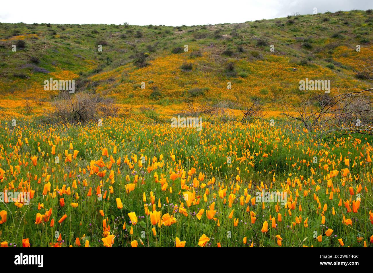 In den Superstition Mountains, Arizona, blüht ein Feld mit kalifornischen Mohnblumen. Stockfoto