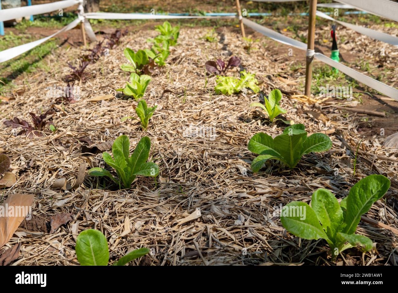 Bereich für den Anbau von Bio-Salat Gemüse Gesundheit Stockfoto