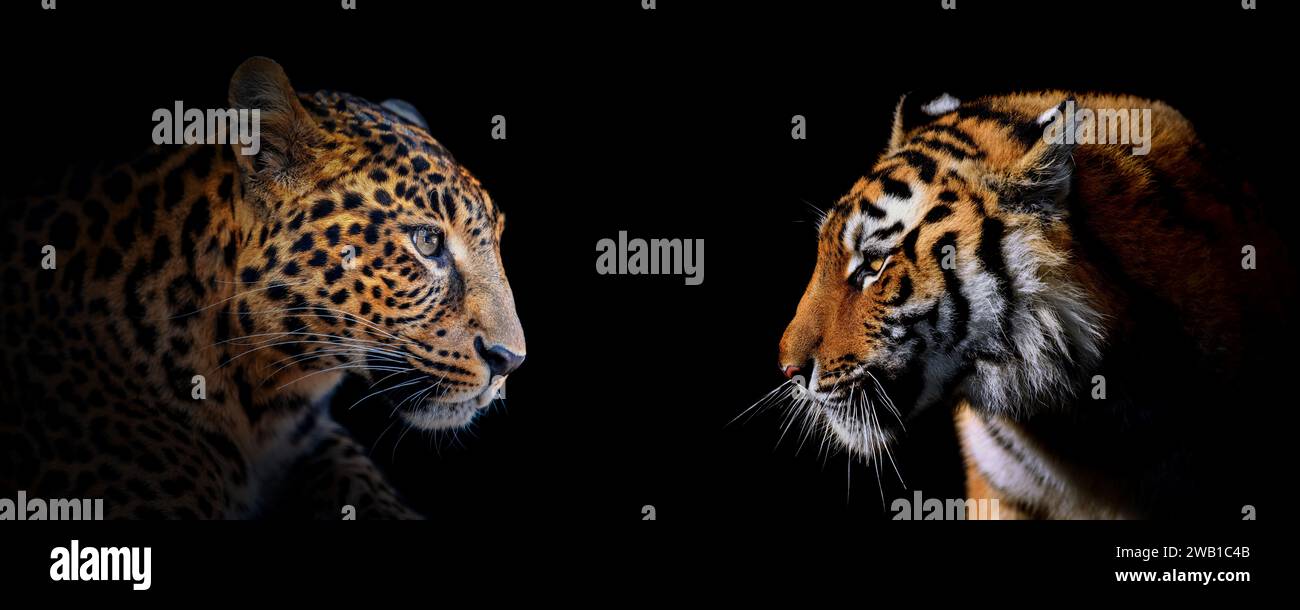 Schließen Sie das Porträt von Leoparden und Tigern für Erwachsene. Tier auf dunklem Hintergrund Stockfoto
