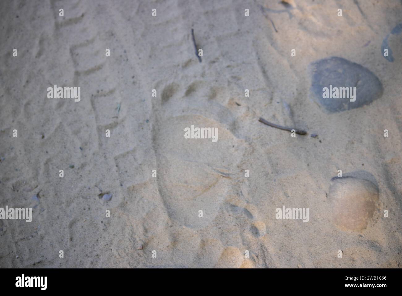 Eine faszinierende Entdeckungsreise, die die faszinierenden Geschichten der Tierwelt durch ihre Spuren im Herzen von Uttarakhand verfolgt. Hochwertige Bilder Stockfoto