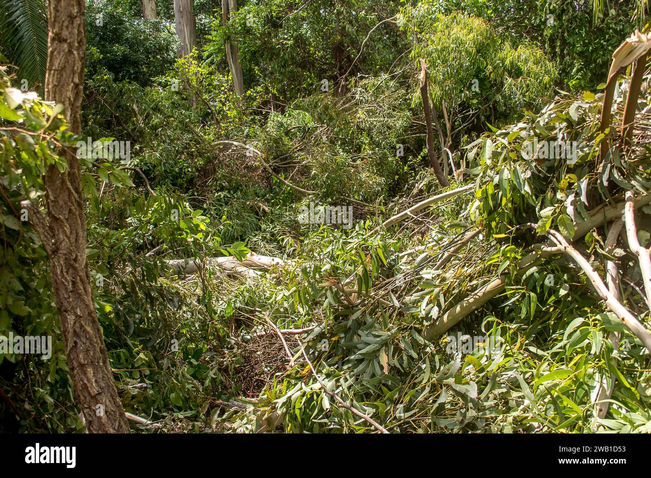 Sturmschäden durch Freak Tornado im Regenwald, Tamborine Mountain, Australien. Weihnachtsfeiertag 2023. Gebrochene Bäume und Äste bedecken den Boden. Stockfoto
