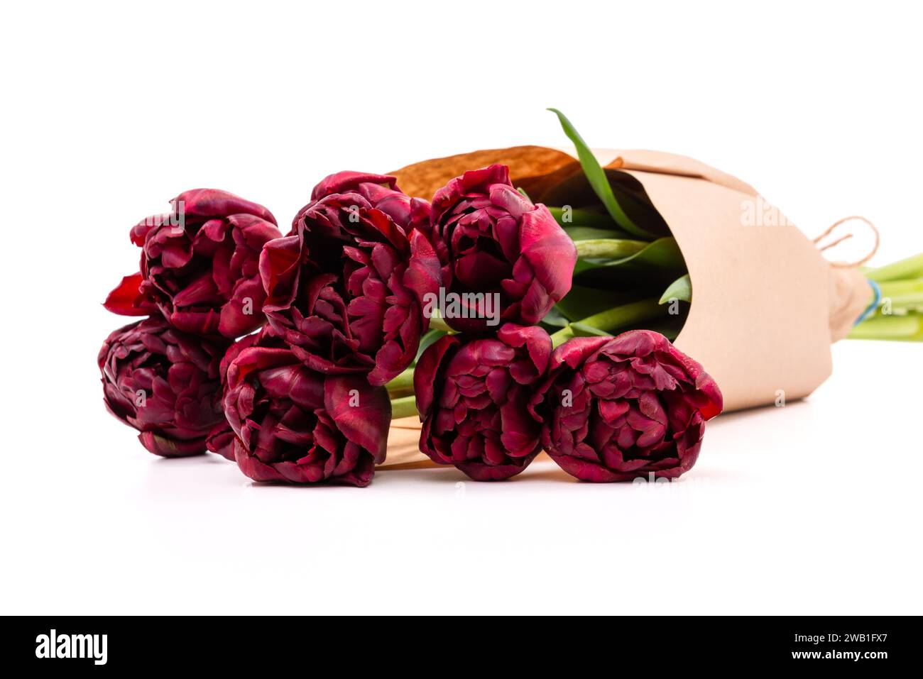 Ein Haufen dunkelburgunderroter doppelter Tulpen, die in recyceltem braunem Papier verpackt sind, isoliert auf weißem Hintergrund. Palmyra Tulpenstrauß. Stockfoto