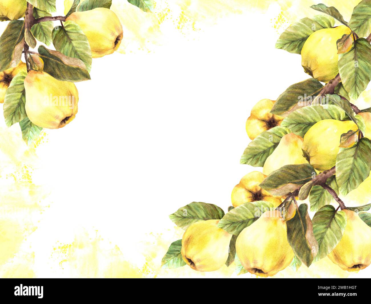 Handgemaltes Aquarellbanner. Zweige mit gelb reifer, saftiger Quitte ganze Früchte und Blätter mit Flecken und Spritzern. Abbildung der Clipart-Vorlage Stockfoto