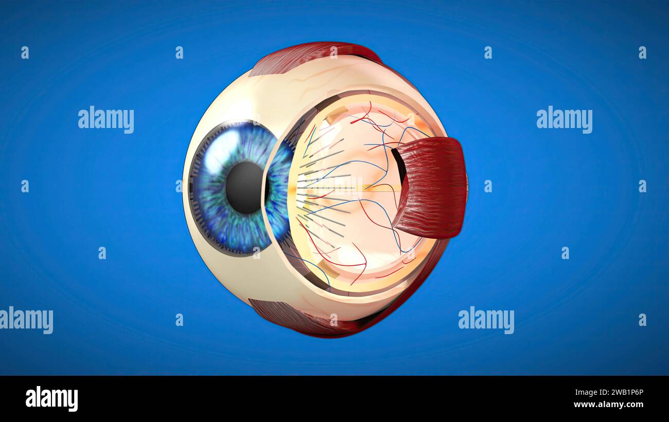 Anatomisches 3D-Modell eines Auges Stockfoto