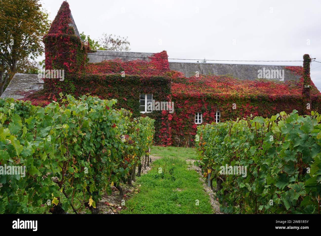 Altes Steingut bedeckt mit rotem Efeu in den Weinbergen im loire-Tal, frankreich Stockfoto