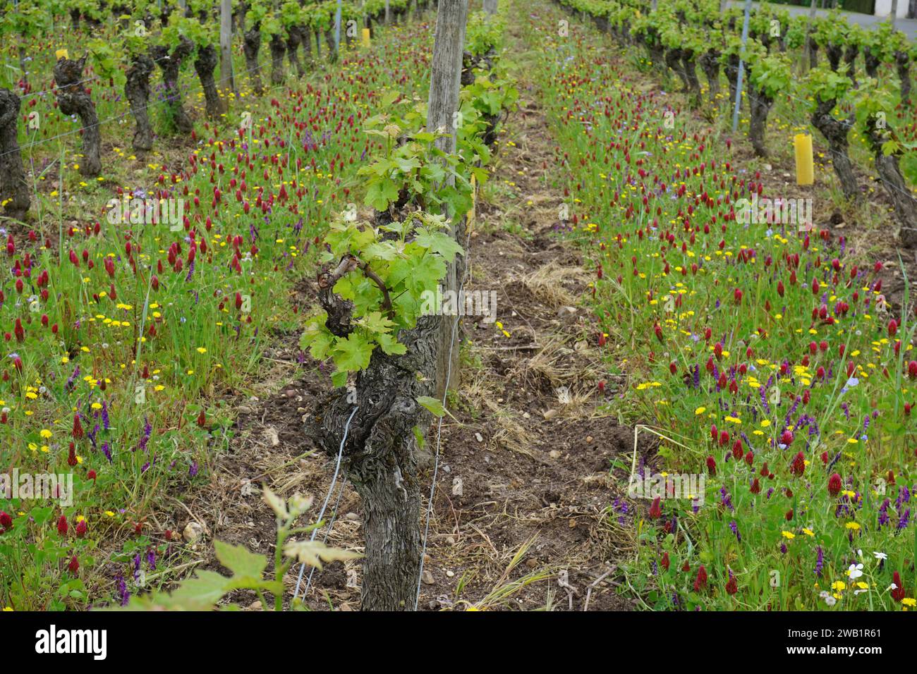 Weinberge im loire-Tal, frankreich mit wildem Unkraut in den Reihen Stockfoto