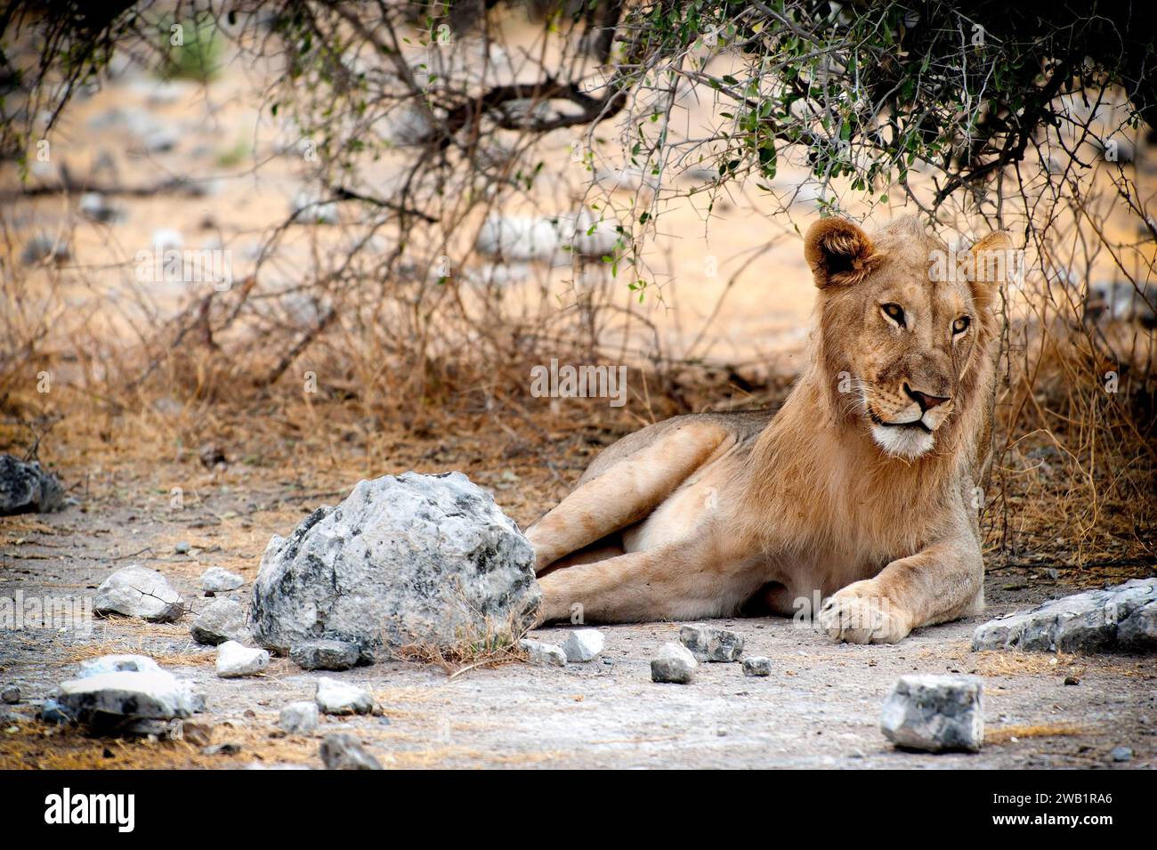 Männlicher Löwe (Panthera leo), einzelnes Tier, liegend, ruhend, ruhend, Mähne, Katze, große Katze, Spiel, Wildnis, Free Living, Etosha National Park, Namibia Stockfoto