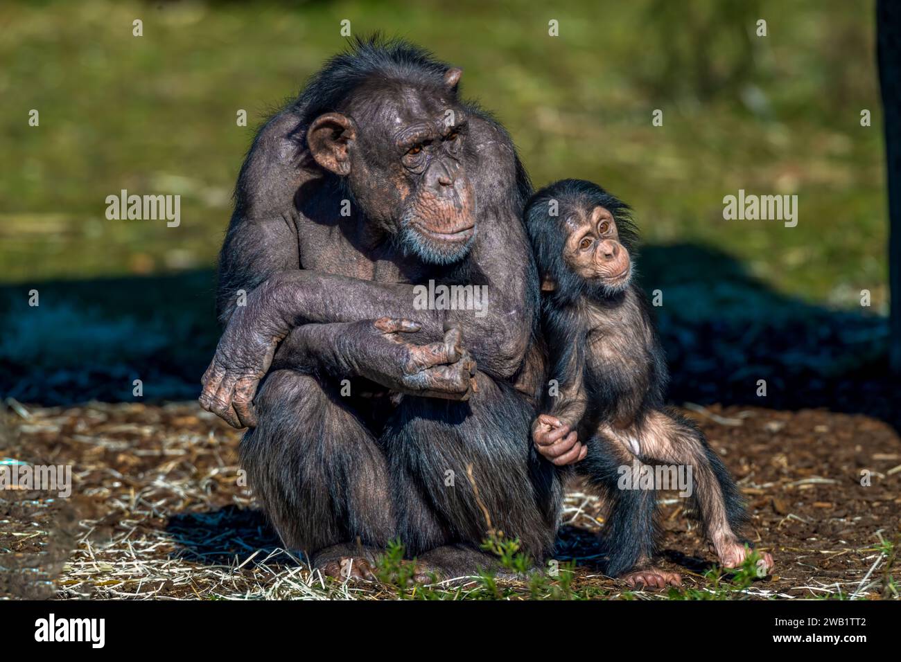 Ein junger Schimpanse mit seiner Mutter. Stockfoto