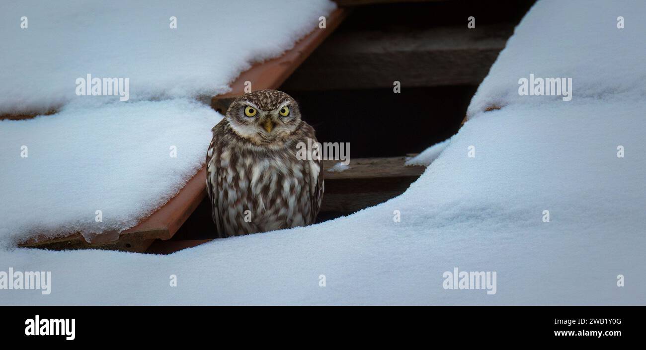 Athene noctua die kleine Eule sitzt im Winter in einem Loch im Dach im Schnee und beobachtet die Umgebung, das beste Foto. Stockfoto