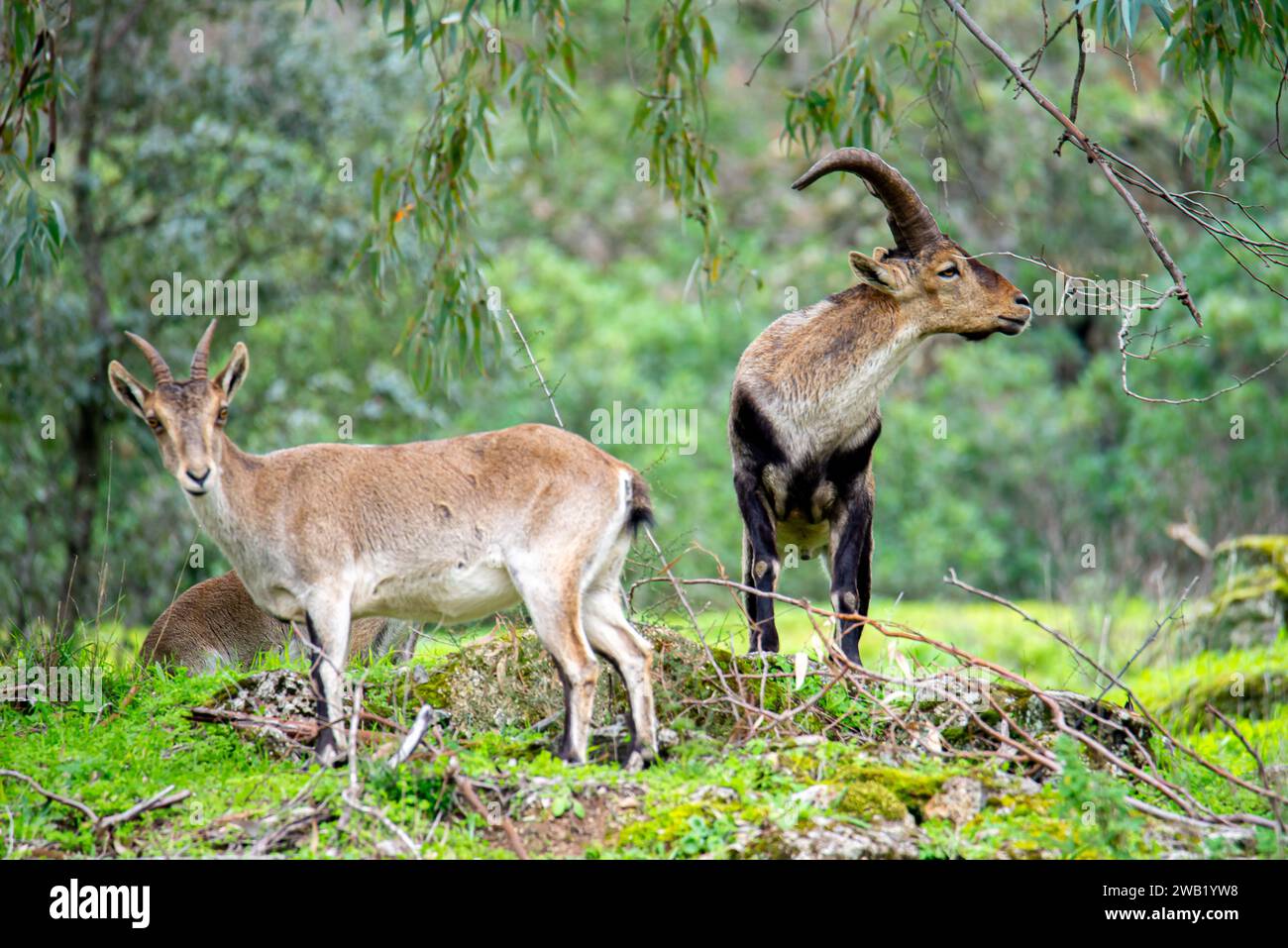 Ein pyrenäischer Steinbock, der in üppigem grünem Gras unter einem Baumhain steht und von der Natur umgeben ist Stockfoto