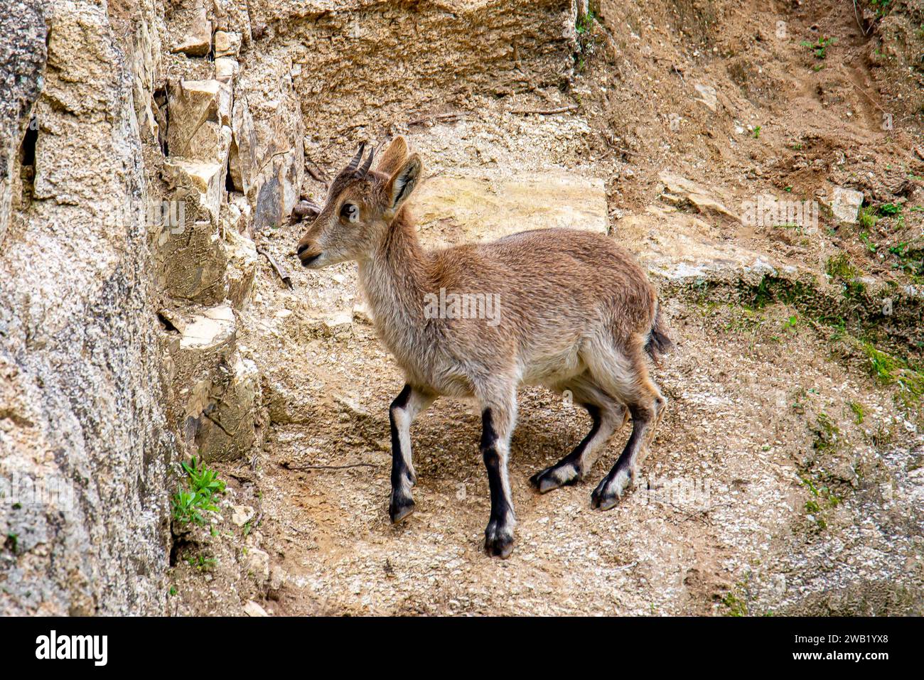 Ein pyrenäischer Steinbock in einem Park, umgeben von Bäumen und einer Steinmauer Stockfoto