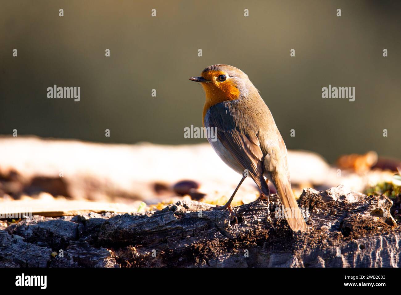 Ein Eurosianer rotkehlchen steht auf einer sonnengeküssten Felsformation, umgeben von einer Decke aus goldenem Laub Stockfoto