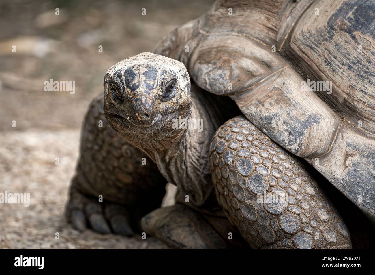 Portrait de tortue géante qui regarde Stockfoto