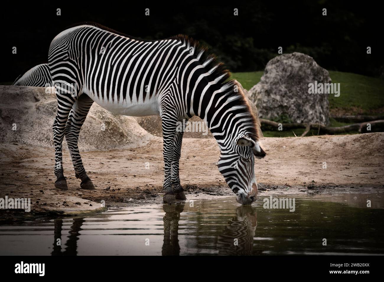 Zèbre debout qui boit de l'eau au bord d'un lac Stockfoto
