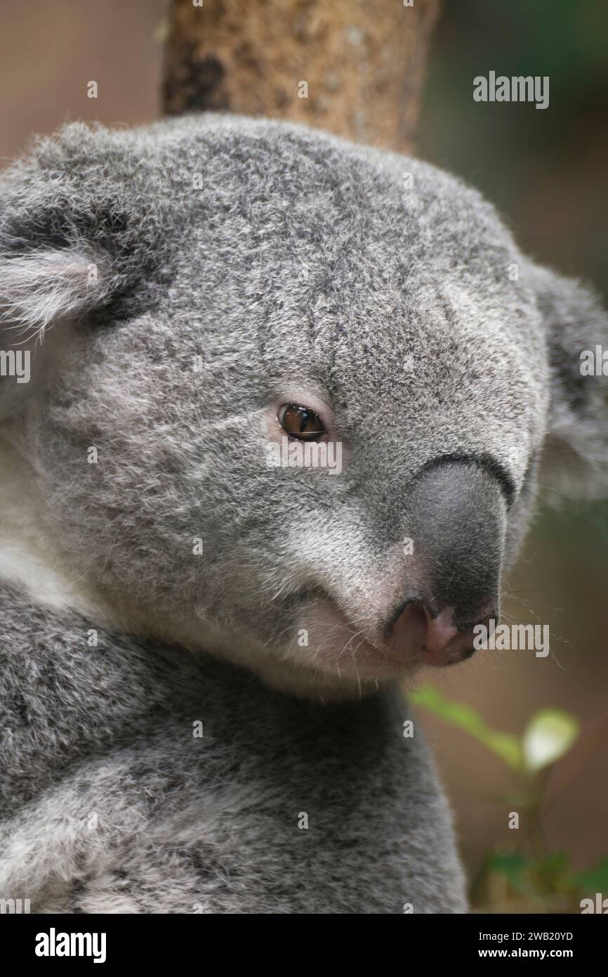 Portrait de Profil de Koala Stockfoto