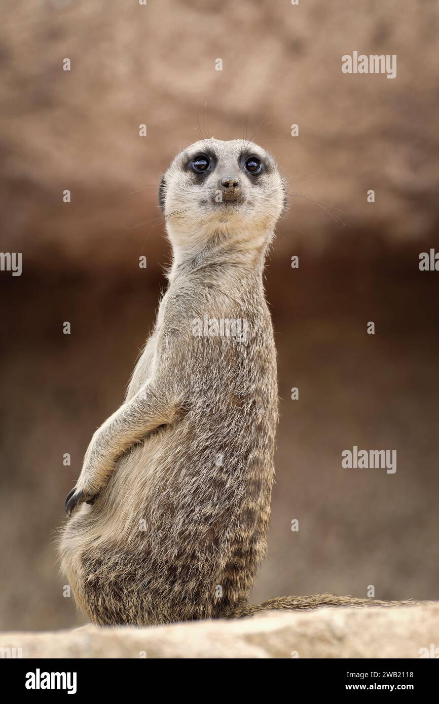 Suricate ASSIS qui regarde en se retournant Stockfoto