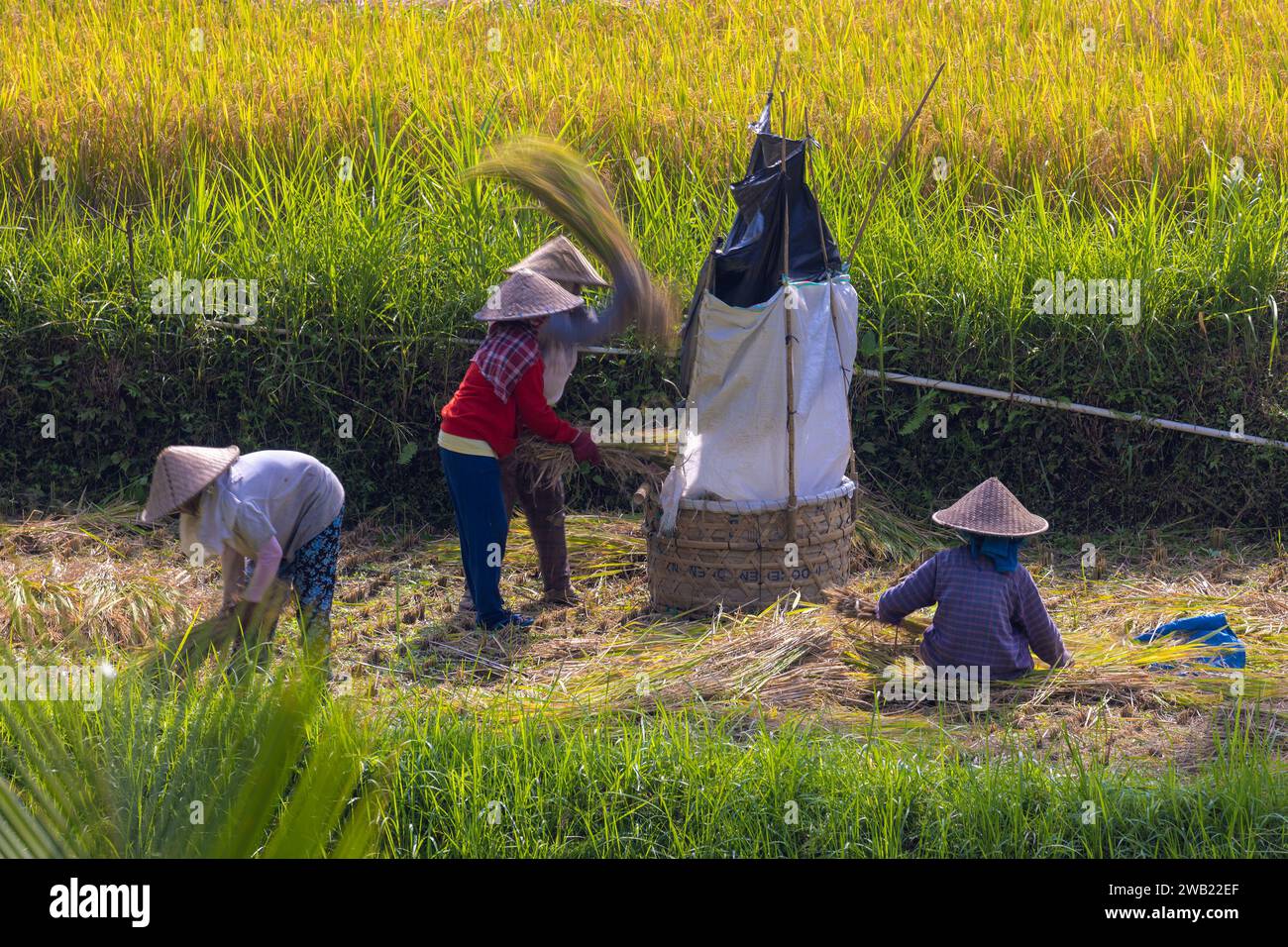 Reisernte auf dem Reisfeld in der Region Sidemen von Bali, Indonesien Stockfoto