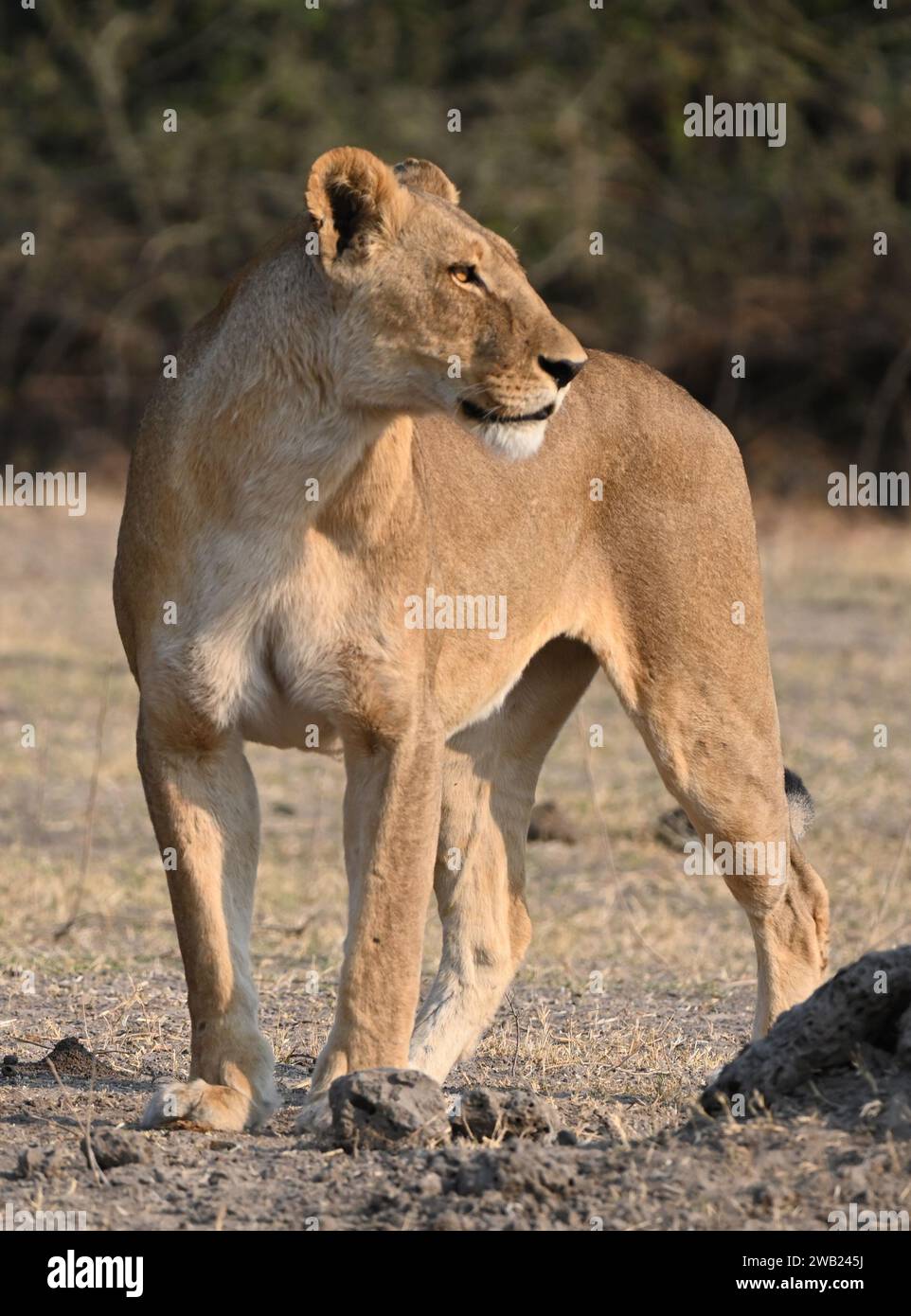 Nahaufnahme einer Löwin in der sanften Abendsonne in Botswana Stockfoto