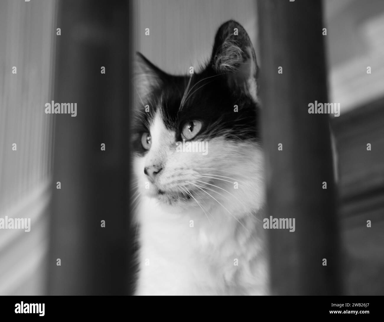 Flix, edler Treppenwächter, ist leider nicht mehr, dass diese Bestie Angst vor Gott in wem wagt, Anspruch auf Treppe zu erheben, würde blutige Zurückhaltung finden. Stockfoto