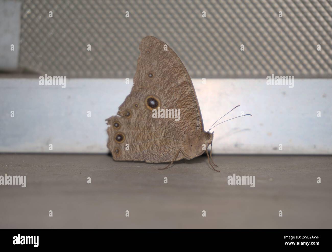 Pale Forester oder Squinting Bush Brown ein blassbrauner Schmetterling, der nachts drinnen ruht Stockfoto