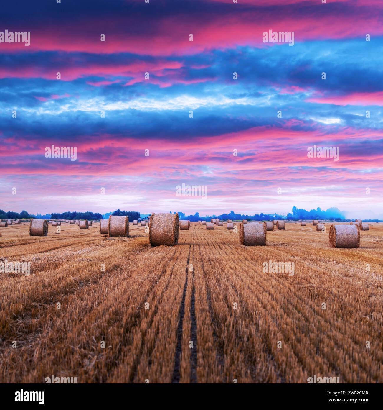 Runde Heuballen, die über ein Feld verstreut sind. Ländliche Landschaft mit Strohrollen und dramatischem rosa Sonnenuntergang Stockfoto