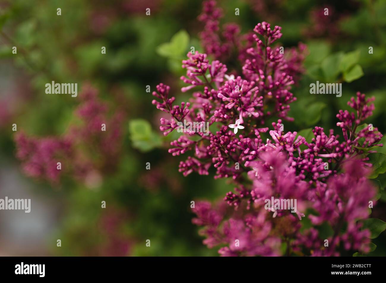 Einzelne lila Fliederblüte, die zwischen Blütenknospen blüht Stockfoto