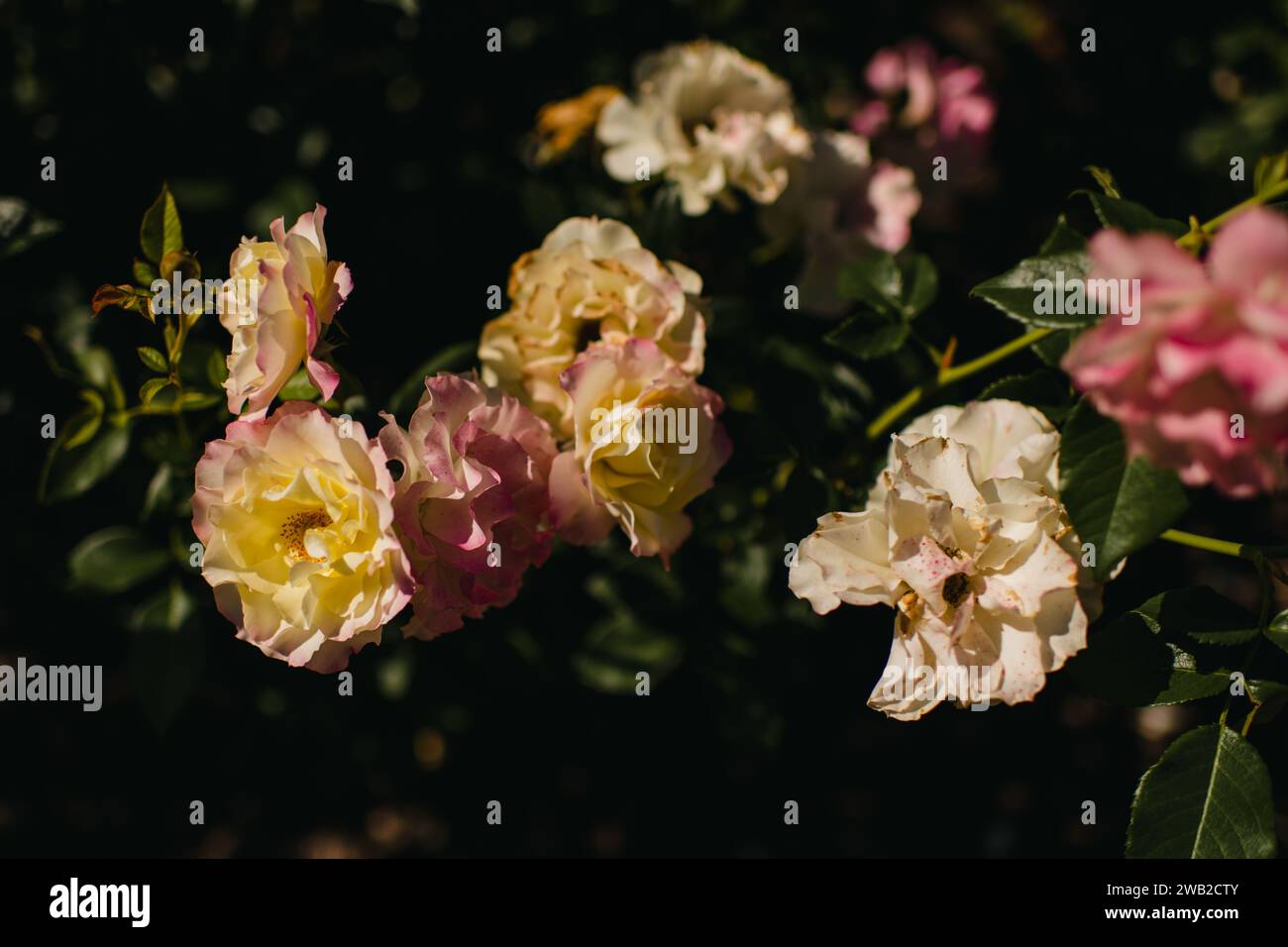 Gruppe von Gartenrosen auf dunklem Hintergrund Stockfoto