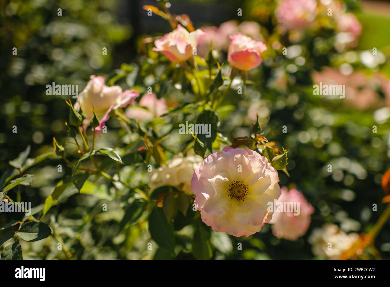 Rosafarbene Gartenrosen in hellem Sonnenschein auf grünem Hintergrund Stockfoto