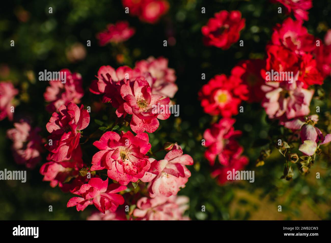 Leuchtende rosafarbene Gartenrosen im hellen Sonnenlicht Stockfoto