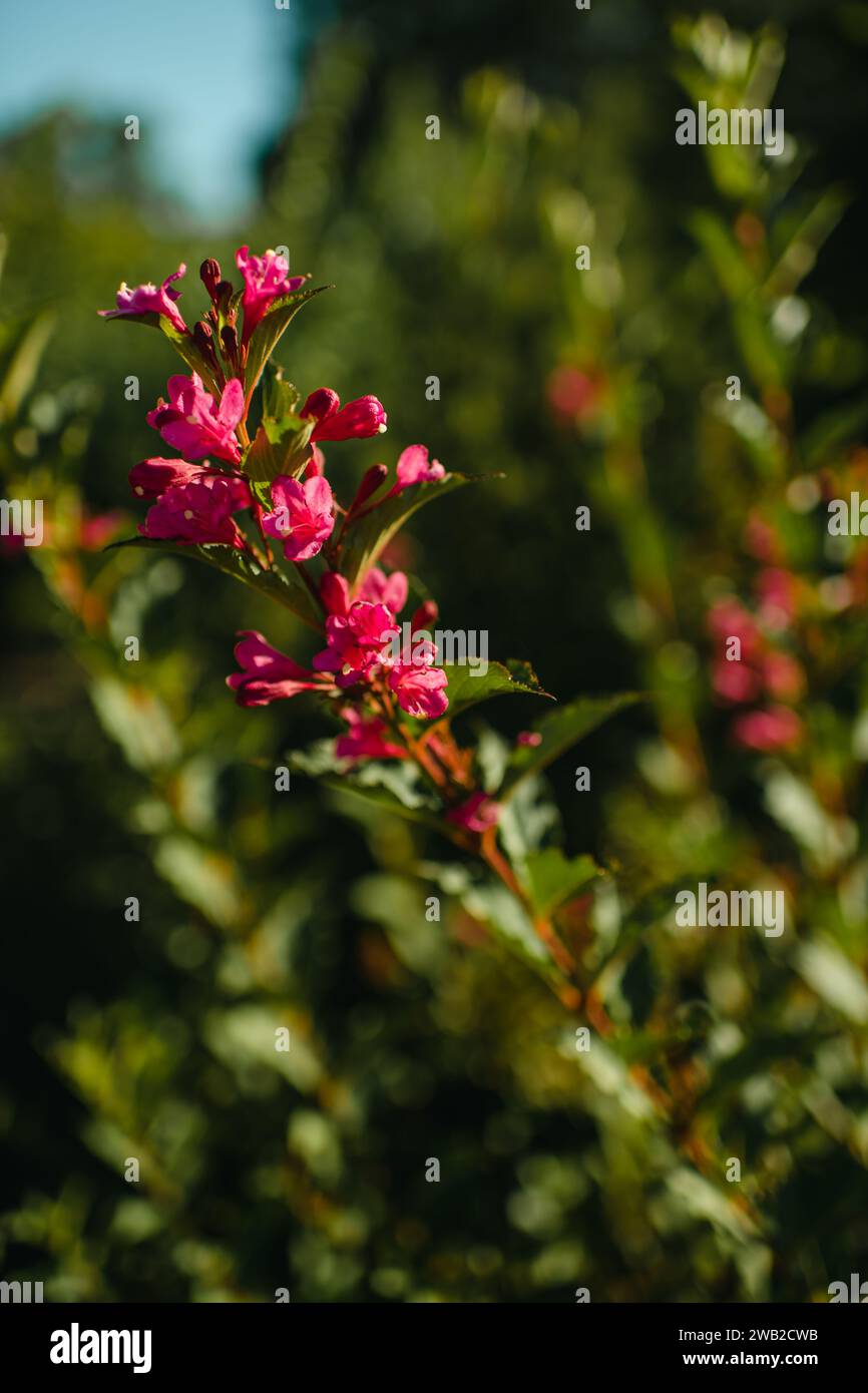 Rosa Wiegala Blume wächst in einem Sommergarten Stockfoto
