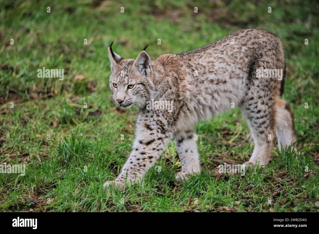 Eurasischer Luchse (Lynx Luchse), Jugendlicher, im Winter auf Grasland spazieren, Deutschland Stockfoto