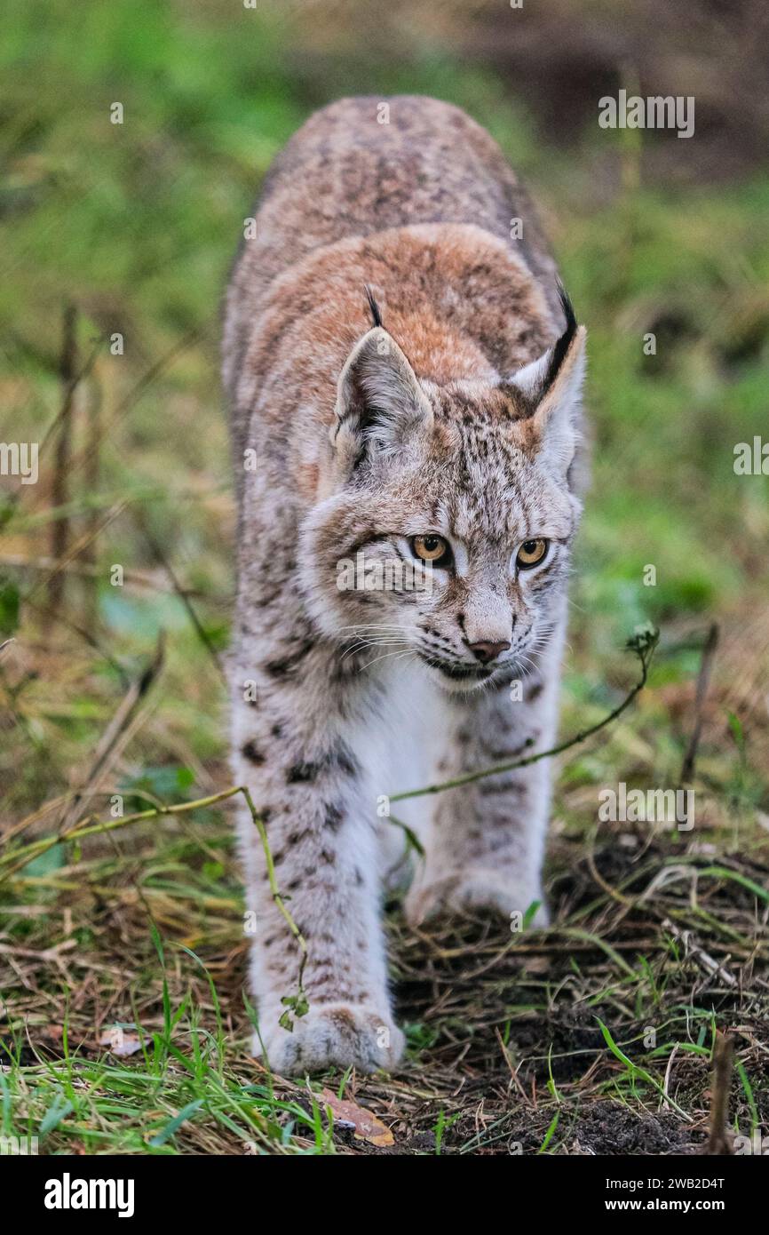 Eurasischer Luchse (Lynx Luchse), Jugendlicher, im Winter auf Grasland spazieren, Deutschland Stockfoto