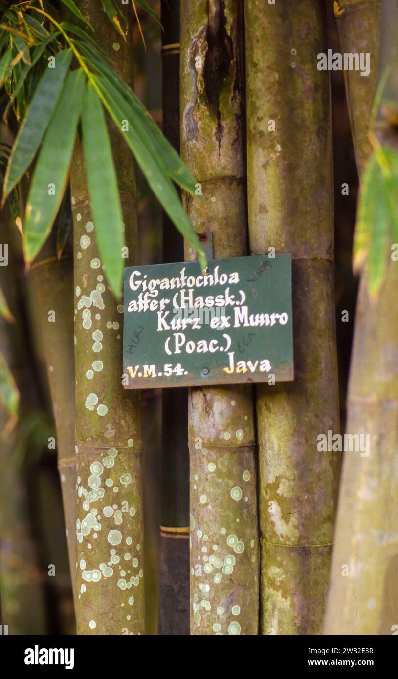 Indonesien, Riesenbambus Gigantochloa atroviolacea var. Oder "Watupawan" ist ein guter Bambus aus Holz. Hier im botanischen Garten von Bogor auf Java. Stockfoto