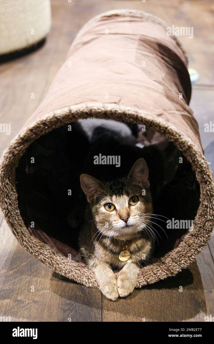 Katze sitzt in einer Tube, Java Whiskers Cat Cafe, London, England Stockfoto
