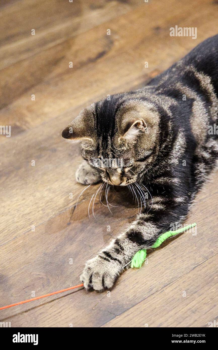 Tabby-Katze spielt mit einem Wurmspielzeug, Java Whiskers Cat Cafe, London, England Stockfoto