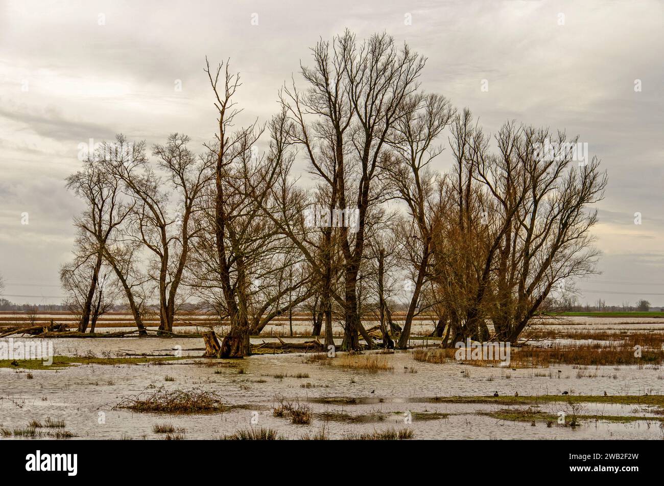 Eine Gruppe von Bäumen an Land, die vorübergehend zu niedrigeren Wasserständen im nahegelegenen Fluss, in der Region Noordwaard im Nationalpark Biesbosch im Netz überschwemmt wurden Stockfoto